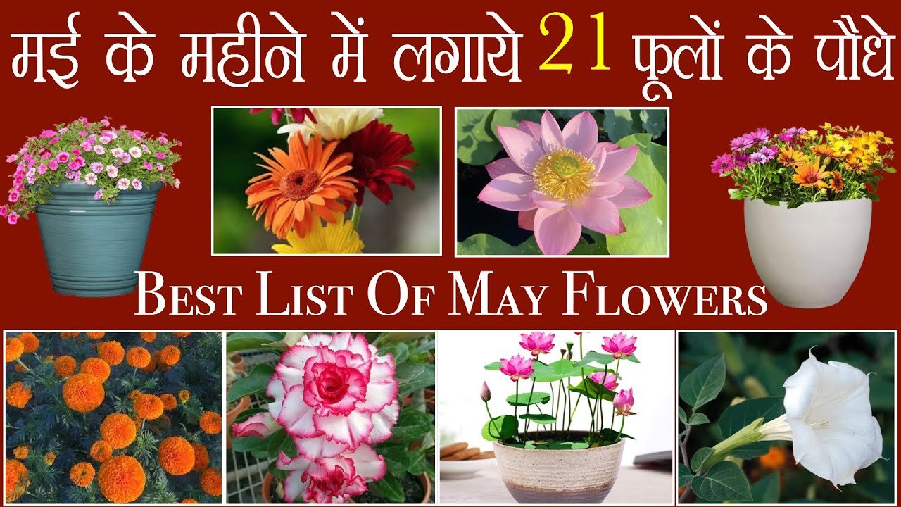 The Essence of May: A Comprehensive Guide to History, Traditions, and Seasonal Changes