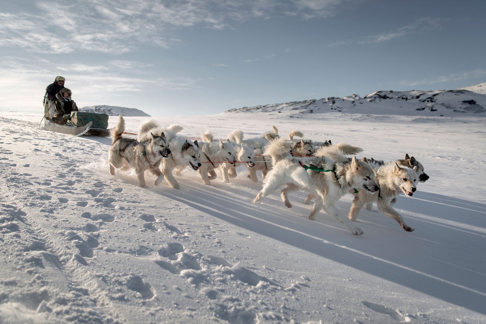 Traditional dog sledding across the frozen tundra of Greenland