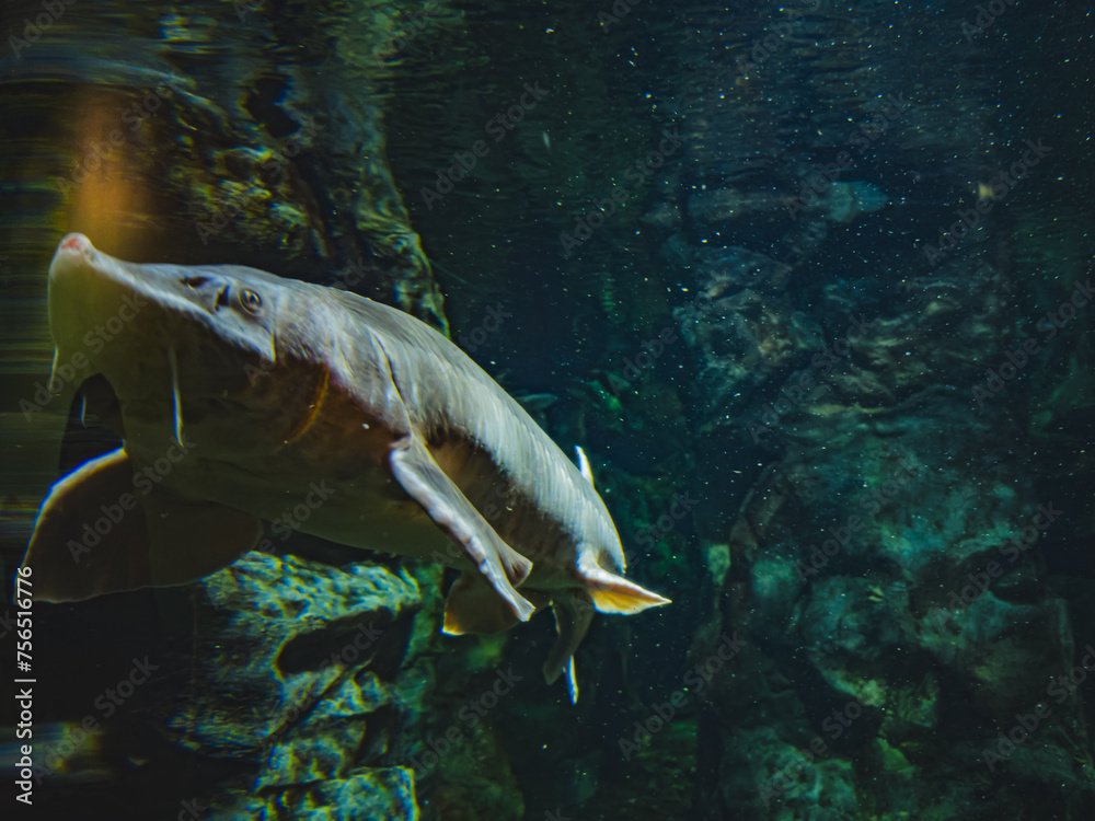 Beluga sturgeon in the Caspian Sea