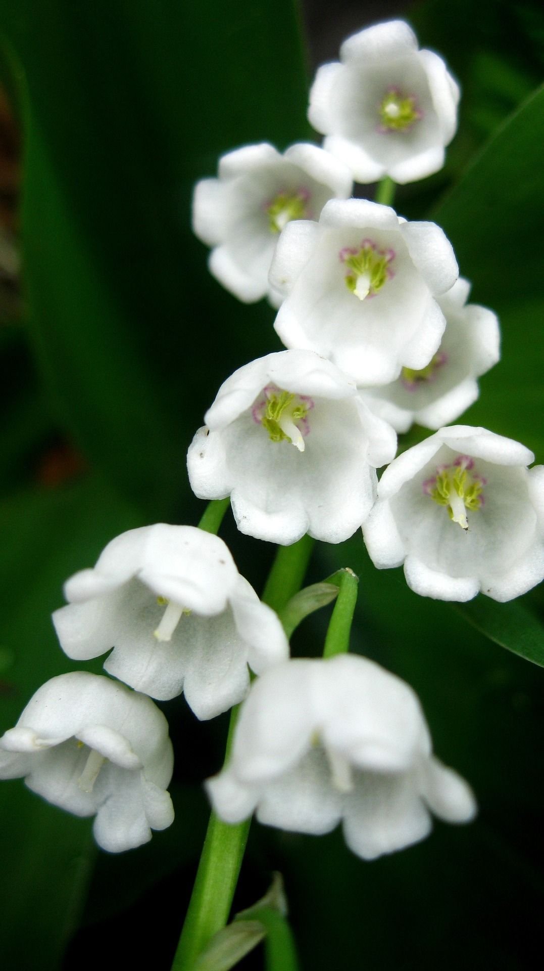 A close-up of May’s birth flower, the Lily of the Valley or Hawthorn