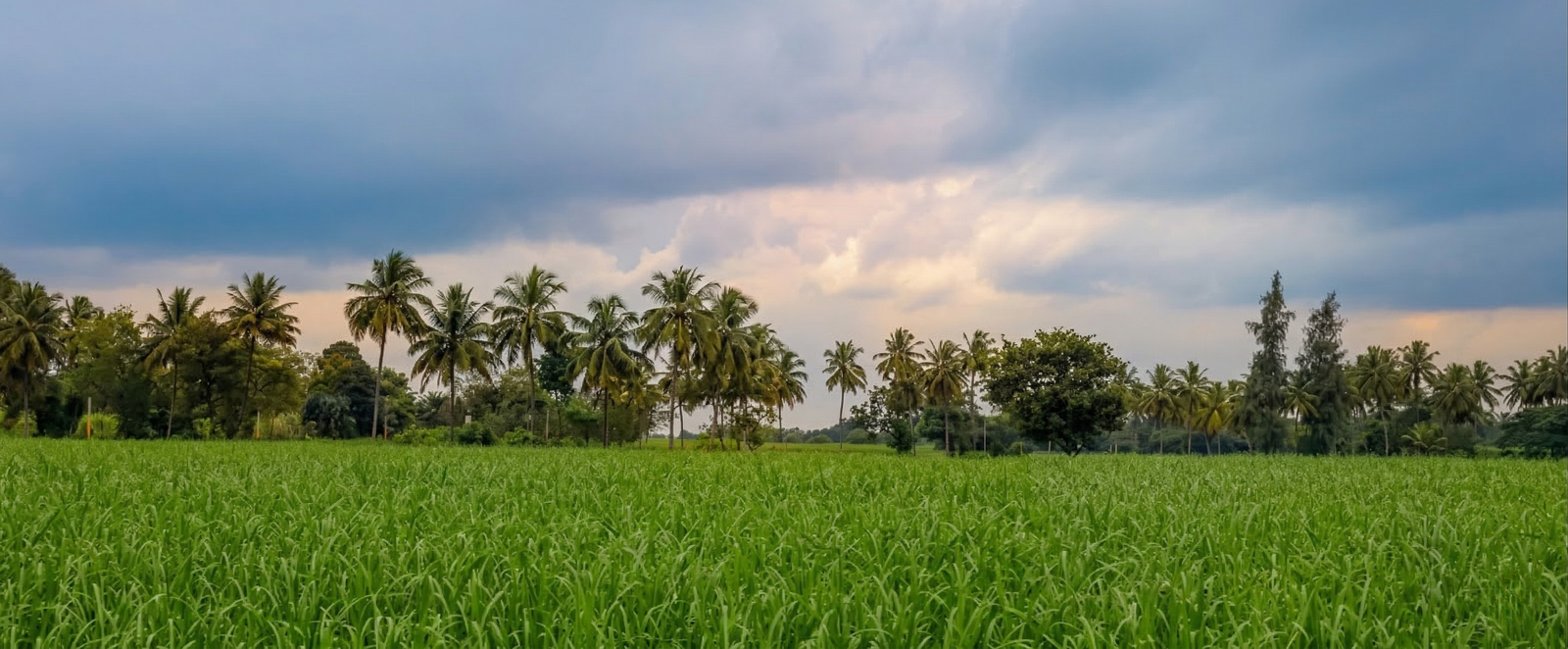 Agricultural landscape in Karnataka